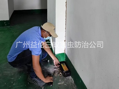 越秀电机房灭杀白蚁工程